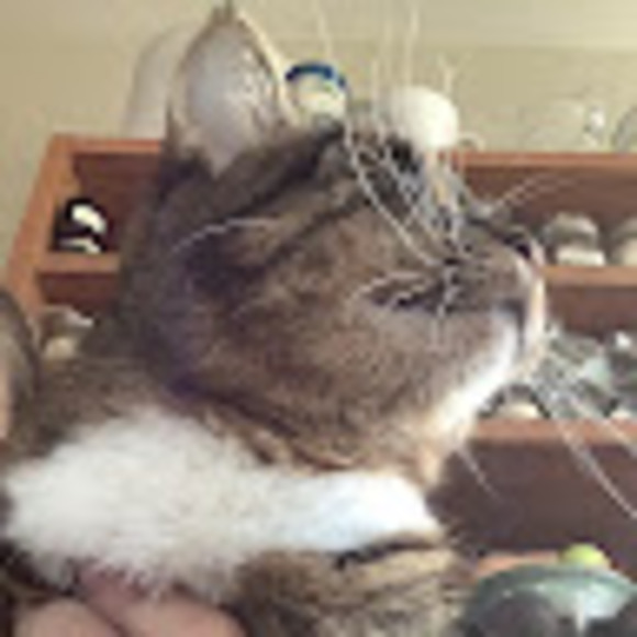 Meet your Posher, Leela - Picture 1 of 1